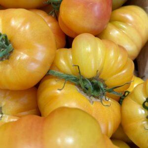 Tomates anciennes