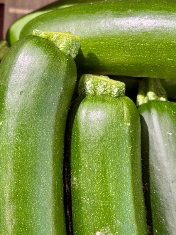 Courgette verte, jaune et blanche