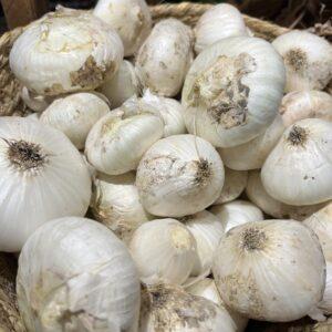 Oignon blanc BIO