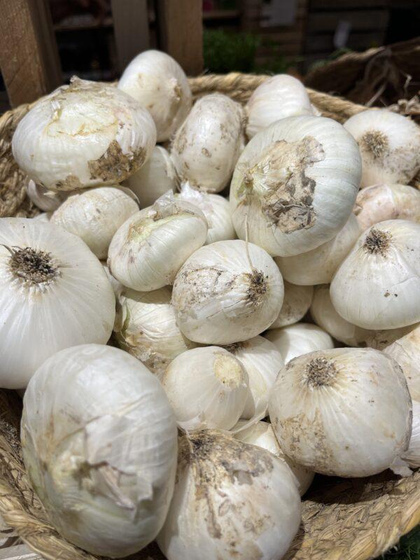 Oignon blanc BIO