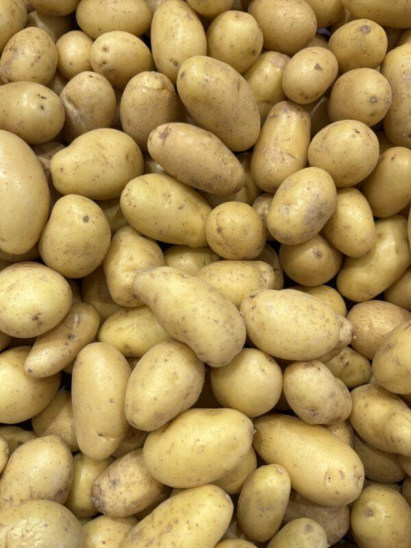 Pomme de terre Mitraille "Jazzy"