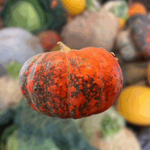 Courge - Potiron