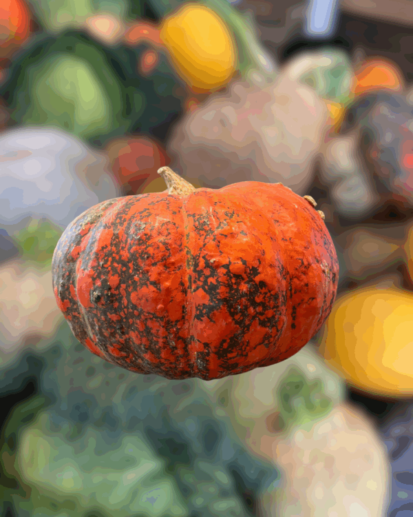 Courge - Potiron