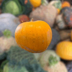 Courge à décorer - Jack O' Lantern