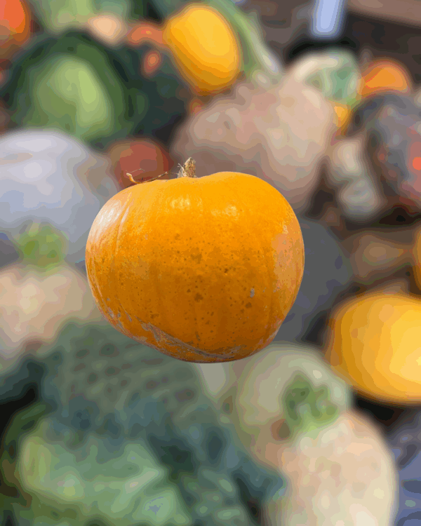 Courge à décorer - Jack O' Lantern