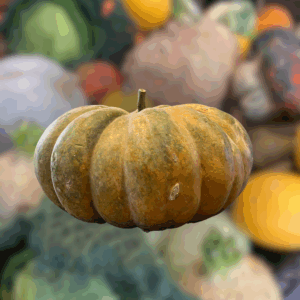 Courge - Musquée