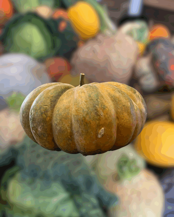 Courge - Musquée