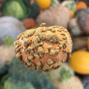 Courge - Galeuse