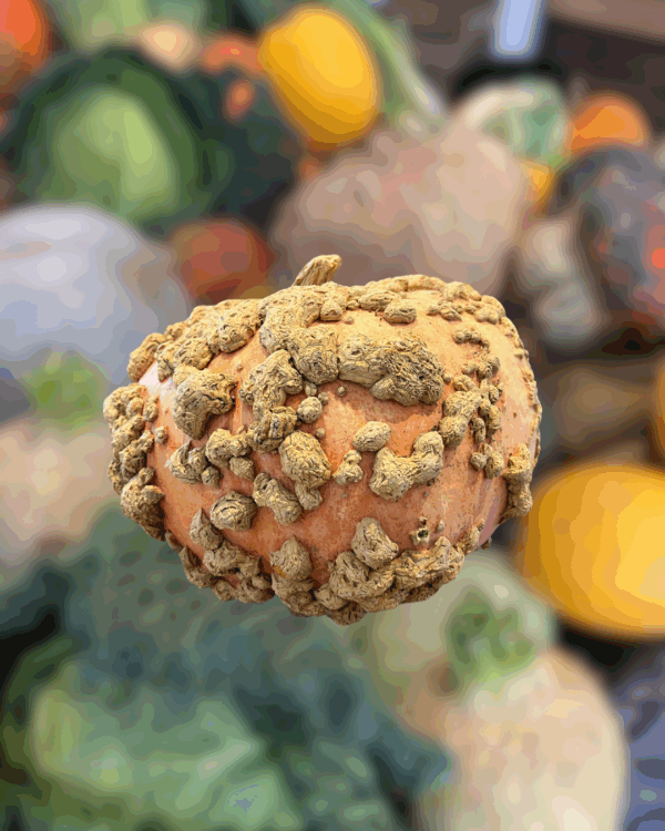 Courge - Galeuse