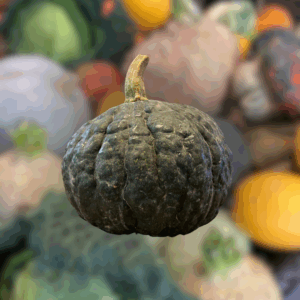 Courge - Shiatsu