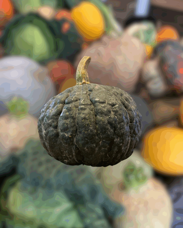 Courge - Shiatsu