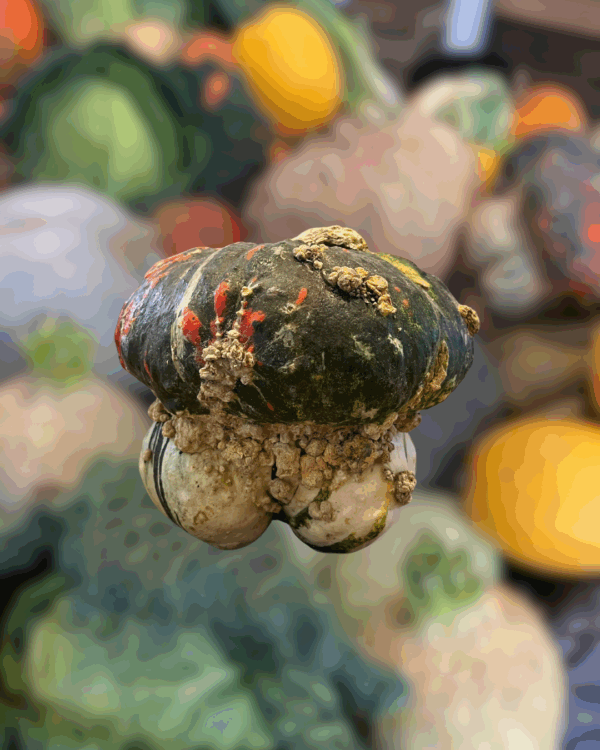 Courge - Turban
