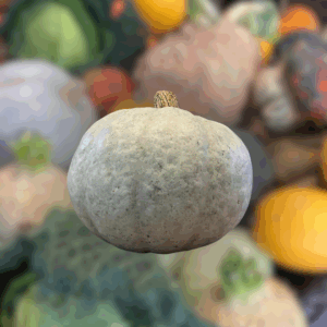 Courge Bleu de Hongrie
