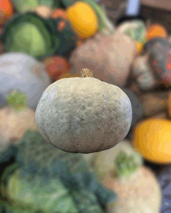 Courge Bleu de Hongrie