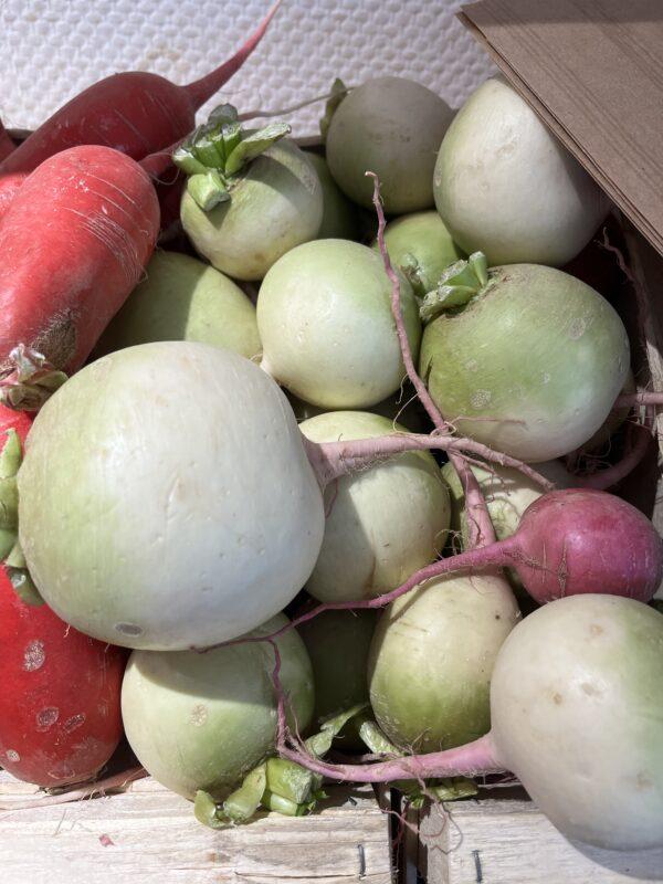 Radis rose / violet (rose meat)