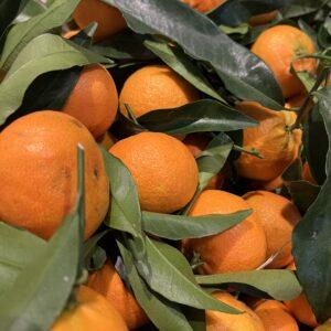 Clémentines de Corse - Raisonnées