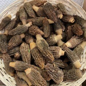 Morilles